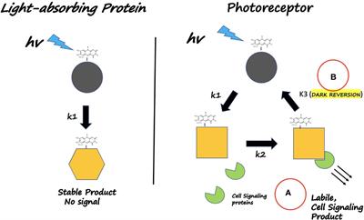 ‘Seeing’ the electromagnetic spectrum: spotlight on the cryptochrome photocycle